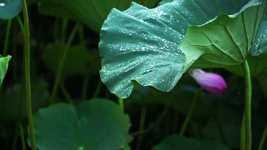 夏季下雨天荷花荷叶雨滴水滴水珠