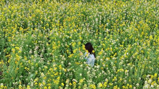 中国广东省广州市南沙区东涌油菜花