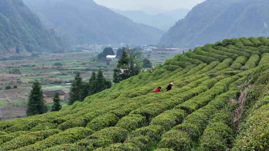 茶园采茶，春茶
