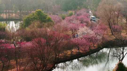 航拍杭州西溪湿地梅花风景