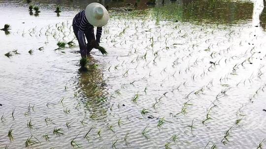 人工种植水稻