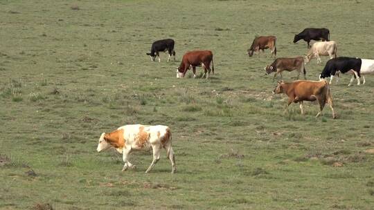 在草原上吃草的牛群