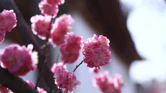 唯美春天立春园林梅花古建筑诗音梅花