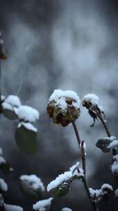 干玫瑰花配雪