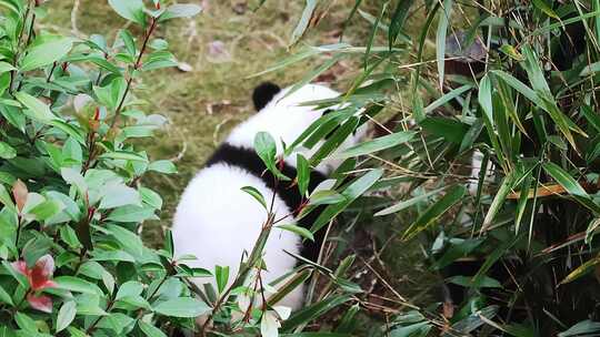 在树林中行走的小熊猫