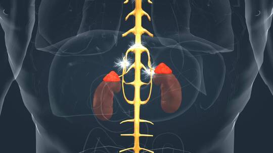 医学人体器官肾脏内分泌系统肾上腺三维动画视频素材模板下载
