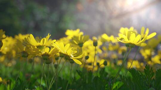 春天阳光下盛开的黄金菊