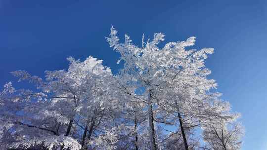 雪原松林雾凇风景