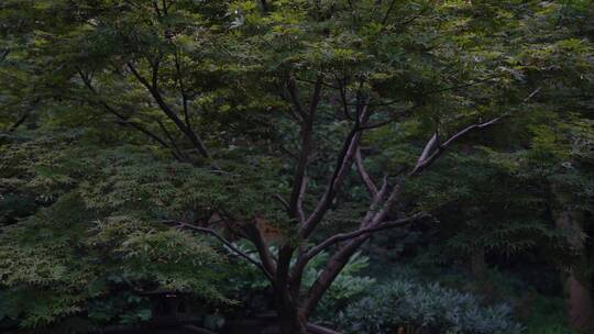 杭州三台山景区慧因高丽寺