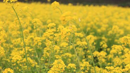 油菜花 油菜花田 春天 万物复苏