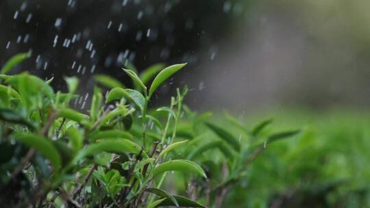 雨中茶园茶叶特写慢镜头