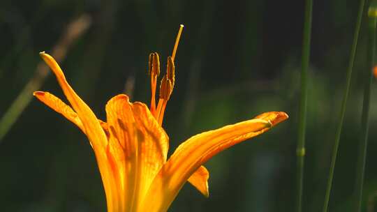 母亲花萱草花