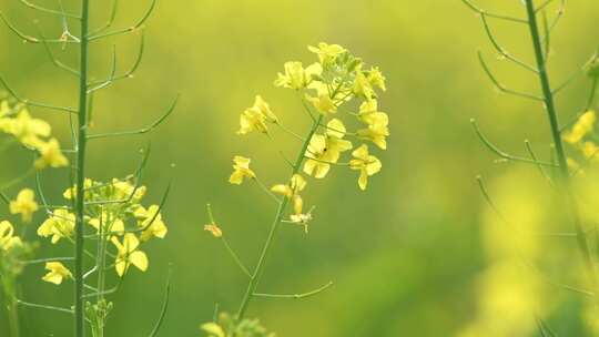 4K拍摄蜜蜂在油菜花海间采蜜特写