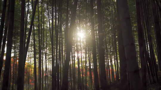 森林大自然逆光