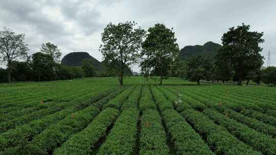 广西桂林尧山茶园