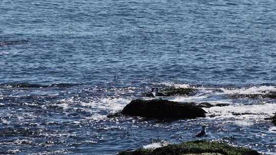 晴朗海面海浪拍打礁石蓝色海洋浪花慢镜头