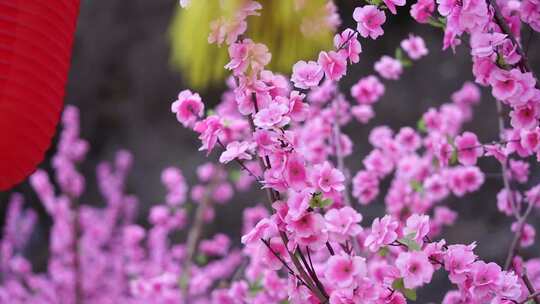 沕沕水生态风景区 梅花 粉色 植物 景色