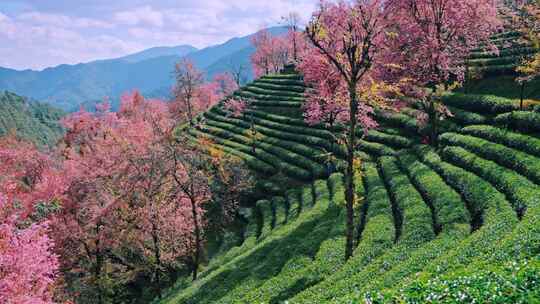 大理无量山樱花谷