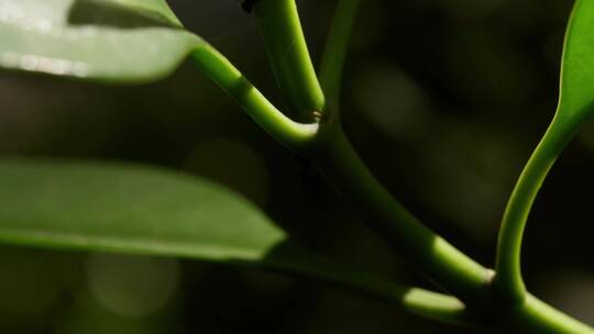 灰莉特写镜头绿色植物微距画面生态保护素材