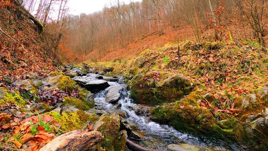 山泉水溪流小溪流水潺潺秋天深山老林