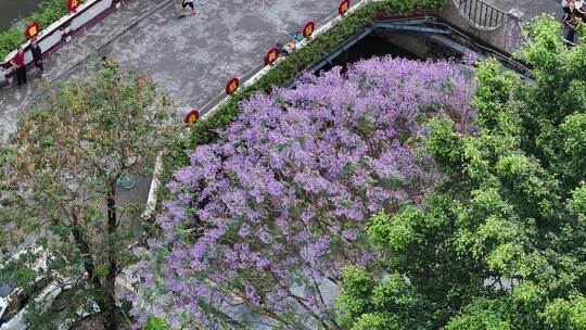 中国广东省广州市海珠区石溪涌蓝花楹