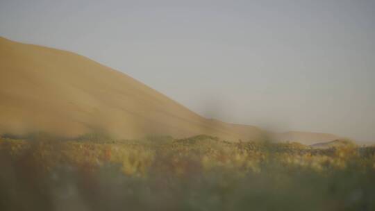 沙漠绿洲 合成视频素材 换天空 换背景