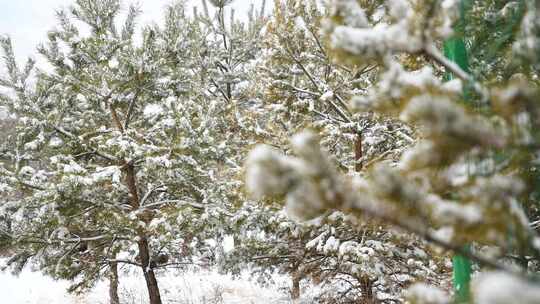 大雪覆盖的松树虚实特写