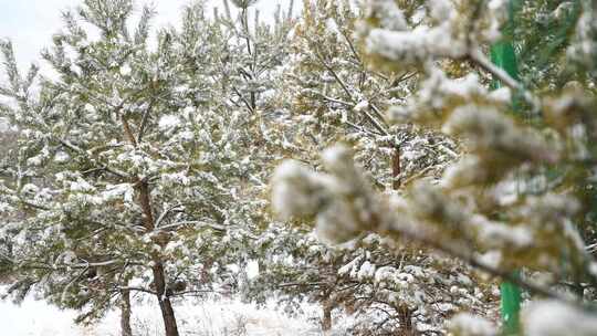大雪覆盖的松树虚实特写视频素材模板下载