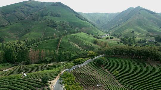 安吉白茶 茶山全景航拍