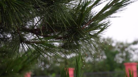 高清 唯美 松叶上雨露珠 空镜头 公众号素材