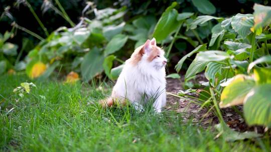 白色长毛猫在草坪花园中休息