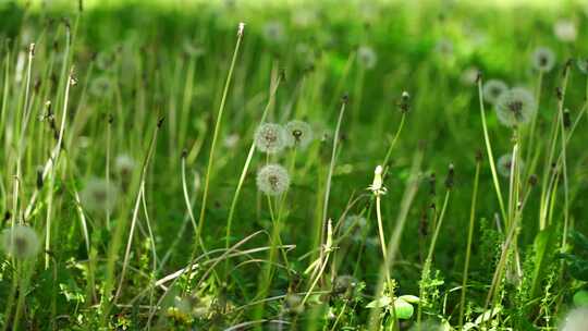 （合集）阳光下草地里蒲公英自然治愈风景