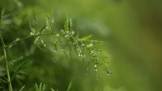 微距露珠青草雨天春天绿色