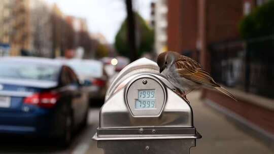 街道停车计时器上的小鸟