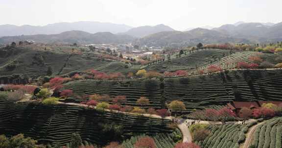 福建漳平龙岩永福樱花茶园