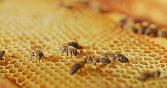 蜂巢蜜蜂养蜂