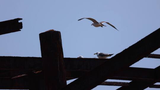 落在桥梁上的海鸥