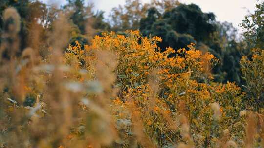 立秋田野的花草