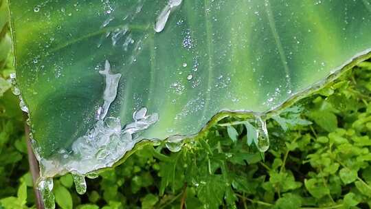 绿色植物水珠落露珠水滴汇聚滴露下雨点