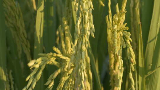 用手抚摸水稻穗大米粮食丰收