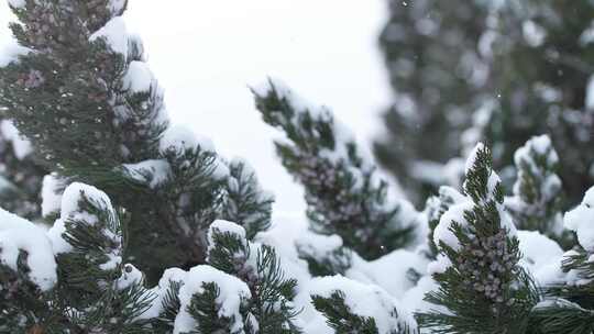 冬天下雪唯美雪景松树枝头被雪覆盖