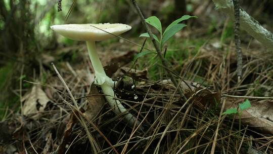 【4K原创】原始森林野生蘑菇绿色苔藓植物6
