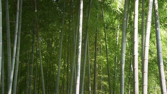 杭州西湖黄龙洞景区 幽静的竹林