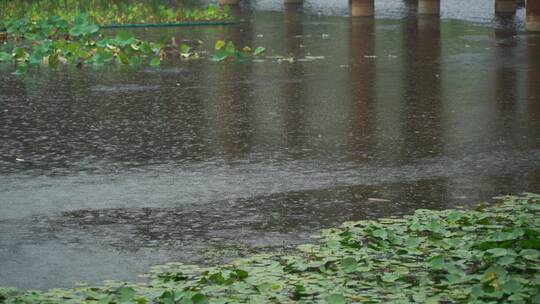 荷花芦苇雨中风雨池塘