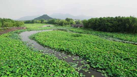 杭州湘湖十里荷塘风景航拍