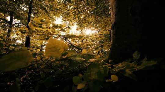 阳光透过树林照进森林