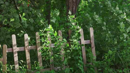 风吹栅栏唯美植物视频素材模板下载