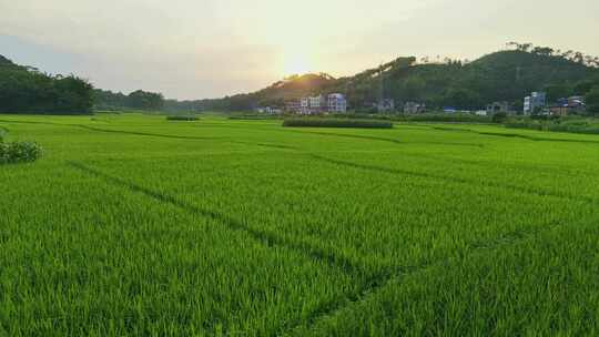 田野黄昏乡村农田