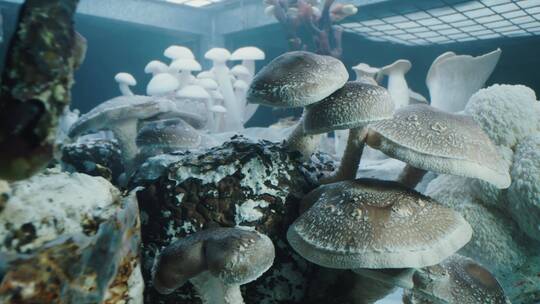 蘑菇真菌学实验室