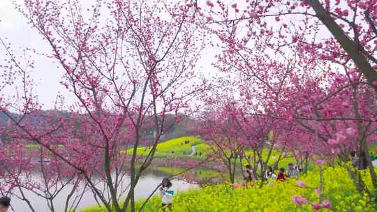 春天赏花 游客 美景 油菜花 樱花 湖泊美景